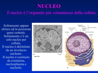 NUCLEO Il nucleo è l’organulo più voluminoso della cellula. Solitamente appare sferico ed in posizione quasi centrale. Solitamente c’è un solo nucleo per cellula. Il nucleo è delimitato da un involucro nucleare. Il nucleo è costituito da cromatina, nucleoplasma e nucleolo. 