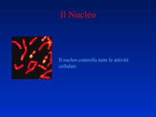 Il Nucleo Il nucleo controlla tutte le attività cellulari. 