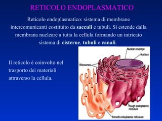 RETICOLO ENDOPLASMATICO Reticolo endoplasmatico: sistema di membrane intercomunicanti costituito da  sacculi  e tubuli. Si estende dalla membrana nucleare a tutta la cellula formando un intricato sistema di  cisterne ,  tubuli  e  canali .  Il reticolo è coinvolto nel trasporto dei materiali attraverso la cellula. 