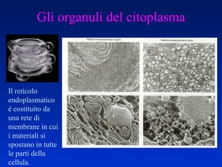 Gli organuli del citoplasma Il reticolo endoplasmatico è costituito da una rete di membrane in cui i materiali si spostano in tutte le parti della cellula. 