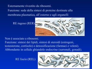 Esternamente rivestito da ribosomi.  Funzione: sede della sintesi di proteine destinate alla membrana plasmatica, all’esterno e agli organelli Non è associato a ribosomi. Funzione: sintesi dei lipidi, sintesi di steroidi (estrogeni, testosterone, cortisolo) e detossificazione (farmaci e veleni). Abbondante in cellule ghiandole endocrine (surrenali, gonadi). RE rugoso (RER) RE liscio (REL) 