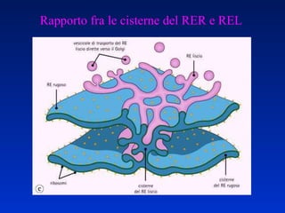 Rapporto fra le cisterne del RER e REL 