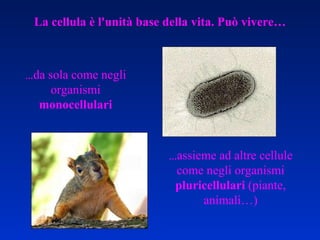 La cellula è l'unità base della vita.   Può vivere… … da sola come negli organismi  monocellulari … assieme ad altre cellule come negli organismi  pluricellulari  (piante, animali…) 