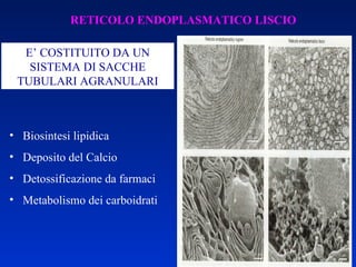 E’ COSTITUITO DA UN SISTEMA DI SACCHE TUBULARI AGRANULARI Biosintesi lipidica  Deposito del Calcio Detossificazione da farmaci  Metabolismo dei carboidrati RETICOLO ENDOPLASMATICO LISCIO 
