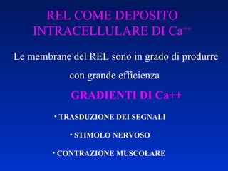 REL COME DEPOSITO INTRACELLULARE DI Ca ++ Le membrane del REL sono in grado di produrre con grande efficienza  GRADIENTI DI Ca++ TRASDUZIONE DEI SEGNALI STIMOLO NERVOSO CONTRAZIONE MUSCOLARE   