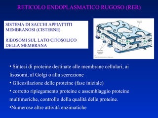 RETICOLO ENDOPLASMATICO RUGOSO (RER) SISTEMA DI SACCHI APPIATTITI MEMBRANOSI (CISTERNE)  RIBOSOMI SUL LATO CITOSOLICO DELLA MEMBRANA Sintesi di proteine destinate alle membrane cellulari, ai lisosomi, al Golgi o alla secrezione Glicosilazione delle proteine (fase iniziale) corretto ripiegamento proteine e assemblaggio proteine multimeriche, controllo della qualità delle proteine. Numerose altre attività enzimatiche 
