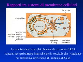 Le proteine sintetizzate dai ribosomi che rivestono il RER vengono successivamente impacchettate in vescicole che, viaggiando nel citoplasma, arriveranno all’ apparato di Golgi Rapporti tra sistemi di membrane cellulari 