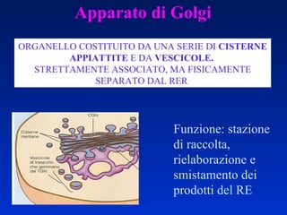 ORGANELLO COSTITUITO DA UNA SERIE DI  CISTERNE APPIATTITE  E DA  VESCICOLE.  STRETTAMENTE ASSOCIATO, MA FISICAMENTE SEPARATO DAL RER  Apparato di Golgi Funzione: stazione di raccolta, rielaborazione e smistamento dei prodotti del RE 