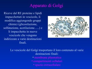 Apparato di Golgi Riceve dal RE proteine e lipidi impacchettati in vescicole, li modifica aggiungendo gruppi chimici (glicosilazione, solfatazione, acetilazione…..) e li impacchetta in nuove vescicole che vengono indirizzate a varie destinazioni finali. Le vescicole del Golgi trasportano il loro contenuto al varie destinazioni finali: membrana plasmatica compartimenti cellulari spazio extracellulare 