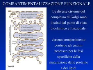 COMPARTIMENTALIZZAZIONE FUNZIONALE Le diverse cisterne del complesso di Golgi sono distinti dal punto di vista biochimico e funzionale: ciascun compartimento contiene gli enzimi necessari per le fasi specifiche della maturazione delle proteine e dei lipidi 