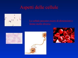Aspetti delle cellule Le cellule possono essere di dimensioni e forme molto diverse. 