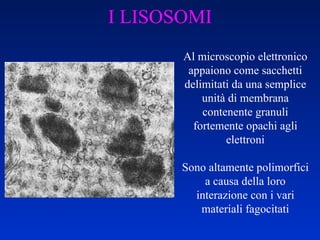 I LISOSOMI Al microscopio elettronico appaiono come sacchetti delimitati da una semplice unità di membrana contenente granuli fortemente opachi agli elettroni Sono altamente polimorfici a causa della loro interazione con i vari materiali fagocitati 