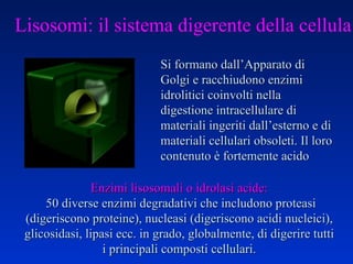 Lisosomi: il sistema digerente della cellula Si formano dall’Apparato di Golgi e racchiudono enzimi idrolitici coinvolti nella digestione intracellulare di materiali ingeriti dall’esterno e di materiali cellulari obsoleti. Il loro contenuto è fortemente acido Enzimi lisosomali o idrolasi acide: 50 diverse enzimi degradativi che includono proteasi (digeriscono proteine), nucleasi (digeriscono acidi nucleici), glicosidasi, lipasi ecc. in grado, globalmente, di digerire tutti i principali composti cellulari. 