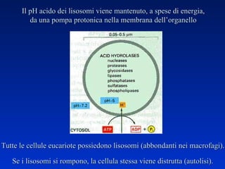 Se i lisosomi si rompono, la cellula stessa viene distrutta (autolisi). Il pH acido dei lisosomi viene mantenuto, a spese di energia, da una pompa protonica nella membrana dell’organello Tutte le cellule eucariote   possiedono lisosomi (abbondanti nei macrofagi). 