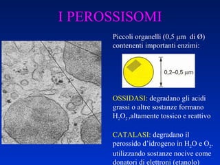I PEROSSISOMI Piccoli organelli (0,5  μ m  di  Ø) contenenti importanti enzimi: OSSIDASI:  degradano gli acidi grassi o altre sostanze formano H 2 O 2  ,altamente tossico e reattivo CATALASI:  degradano il perossido d’idrogeno in H 2 O e O 2 . utilizzando sostanze nocive come donatori di elettroni (etanolo) 