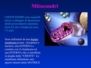 Mitocondri I MITOCONDRI sono organelli sferici o allungati di dimensioni simili ad un batterio (diametro circa 0,5  µ m e lunghezza circa 1-2  µ m) Sono delimitati da una  doppia membrana ( come  cloroplasti e nucleo), una ESTERNA a contatto con il citoplasma ed una INTERNA che si introflette in pieghe dette “CRESTE”. Le membrane delimitano uno spazio interno detto MATRICE 
