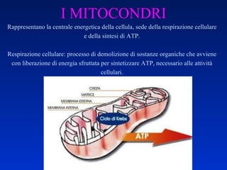 I MITOCONDRI Rappresentano la centrale energetica della cellula, sede della respirazione cellulare e della sintesi di ATP. Respirazione cellulare: processo di demolizione di sostanze organiche che avviene con liberazione di energia sfruttata per sintetizzare ATP, necessario alle attività cellulari. 