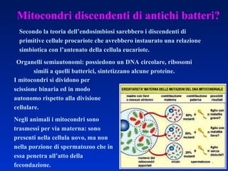I mitocondri si dividono per scissione binaria ed in modo autonomo rispetto alla divisione cellulare. Negli animali i mitocondri sono trasmessi per via materna: sono presenti nella cellula uovo, ma non nella porzione di spermatozoo che in essa penetra all’atto della fecondazione. Organelli semiautonomi: possiedono un DNA circolare, ribosomi simili a quelli batterici, sintetizzano alcune proteine. Mitocondri discendenti di antichi batteri? Secondo la teoria dell’endosimbiosi sarebbero i discendenti di primitive cellule procariote che avrebbero instaurato una relazione simbiotica con l’antenato della cellula eucariote. 