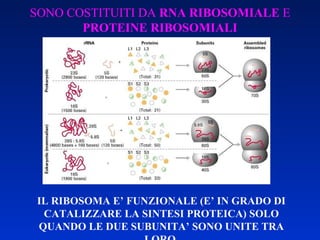 SONO COSTITUITI DA  RNA RIBOSOMIALE  E  PROTEINE RIBOSOMIALI IL RIBOSOMA E’ FUNZIONALE (E’ IN GRADO DI CATALIZZARE LA SINTESI PROTEICA) SOLO QUANDO LE DUE SUBUNITA’ SONO UNITE TRA LORO  