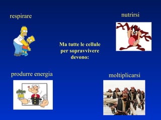 nutrirsi respirare moltiplicarsi produrre energia Ma tutte le cellule per sopravvivere devono: 