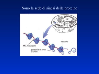 Sono la sede di sinesi delle proteine 