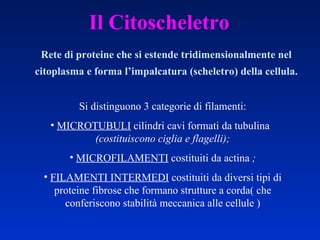 Il Citoscheletro Rete di proteine che si estende tridimensionalmente nel citoplasma e forma l’impalcatura (scheletro) della cellula. Si distinguono 3 categorie di filamenti: MICROTUBULI  cilindri cavi formati da tubulina   (costituiscono ciglia e flagelli); MICROFILAMENTI  costituiti da actina  ; FILAMENTI INTERMEDI  costituiti da diversi tipi di proteine fibrose che formano strutture a corda( che conferiscono stabilità meccanica alle cellule ) 