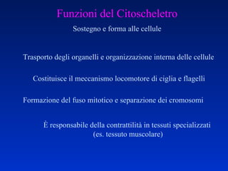 Funzioni del Citoscheletro Sostegno e forma alle cellule Trasporto degli organelli e organizzazione interna delle cellule Costituisce il meccanismo locomotore di ciglia e flagelli È responsabile della contrattilità in tessuti specializzati  (es. tessuto muscolare) Formazione del fuso mitotico e separazione dei cromosomi 