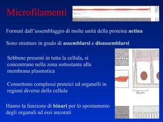 Microfilamenti Formati dall’assemblaggio di molte unità della proteina  actina Hanno la funzione di  binari  per lo spostamento degli organuli ad essi ancorati Sono strutture in grado di  assemblarsi  e  disassemblarsi Connettono complessi proteici ed organelli in regioni diverse della cellula Sebbene presenti in tutta la cellula, si concentrano nella zona sottostante alla membrana plasmatica 