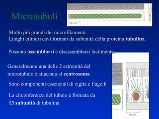 Microtubuli Generalmente una delle 2 estremità del microtubulo è attaccata al  centrosoma Sono componenti essenziali di ciglia e flagelli Molto più grandi dei microfilamenti.   Lunghi cilindri cavi formati da subunità della proteina  tubulina . La circonferenza del tubulo è formata da 13 subunità  di tubulina  Possono  assemblarsi  e  disassemblarsi  facilmente. 