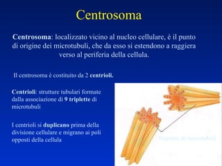 Centrosoma Centrosoma : localizzato vicino al nucleo cellulare, è il punto di origine dei microtubuli, che da esso si estendono a raggiera verso al periferia della cellula. Il centrosoma è costituito da 2  centrioli. Centrioli : strutture tubulari formate dalla associazione di  9 triplette  di microtubuli I centrioli si  duplicano  prima della divisione cellulare e migrano ai poli opposti della cellula Triplette di microtubuli 