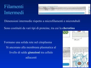 Filamenti Intermedi Dimensioni intermedie rispetto a microfilamenti e microtubuli Sono costituiti da vari tipi di proteine, tra cui la  cheratina Formano una solida rete nel citoplasma  Si ancorano alla membrana plasmatica al livello di salde  giunzioni  tra cellule adiacenti 