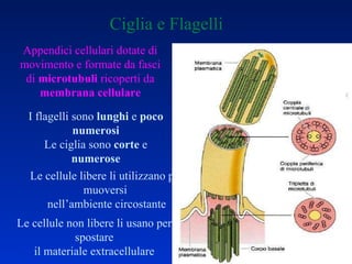 Ciglia e Flagelli Le cellule libere li utilizzano per muoversi  nell’ambiente circostante I flagelli sono  lunghi  e  poco numerosi Le ciglia sono  corte  e  numerose Appendici cellulari dotate di movimento e formate da fasci di  microtubuli  ricoperti da  membrana cellulare Le cellule non libere li usano per spostare il materiale extracellulare 