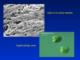 Ciglia di una cellula epiteliale Flagelli dell’alga verde 