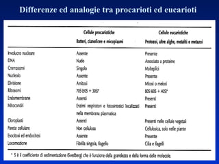 Differenze ed analogie tra procarioti ed eucarioti 