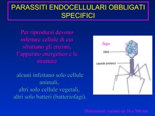 Per riprodursi devono infettare cellule di cui sfruttano gli enzimi, l’apparato energetico e le strutture alcuni infettano solo cellule animali,  altri solo cellule vegetali,  altri solo batteri (batteriofagi). Dimensioni: variano da 10 a 300 nm fago PARASSITI ENDOCELLULARI OBBLIGATI SPECIFICI 