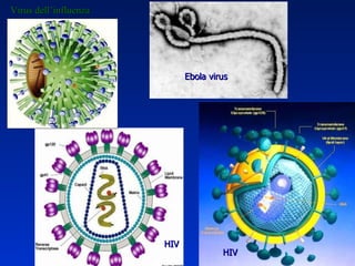 Virus dell’influenza HIV HIV Ebola virus HIV 