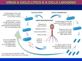 VIRUS A CICLO LITICO E A CICLO LISOGENO 