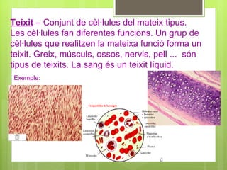 Teixit  – Conjunt de cèl·lules del mateix tipus. Les cèl·lules fan diferentes funcions. Un grup de cèl·lules que realitzen la mateixa funció forma un teixit. Greix, músculs, ossos, nervis, pell ...  són tipus de teixits. La sang és un teixit líquid. Exemple :   