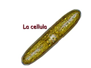 La cellulaLa cellula
 