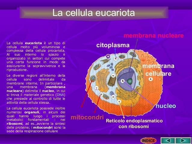 Da Cosa è Formata La Cellula La cellula