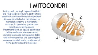 I MITOCONDRI
I mitocondri sono gli organelli addetti
alla respirazione cellulare, costituiti da
sacchette contenenti enzimi respiratori.
Sono costituiti da due membrane: la
membrana interna e membrana
esterna; lo spazio fra queste due
membrane è detto spazio
intermembrana. Lo spazio delimitato
della membrana interna è detto
matrice formando delle pieghe dette
creste mitocondriali che contengono
molecole cruciali per la produzioni di
ATP a partire da altre molecole.
 