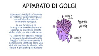 APPARATO DI GOLGI
L’apparato di Golgi è un’insieme
di “cisterne” appiattite impilate
una sull’altra formate da
membrane ripiegate.
La sua funzione è di
immagazzinare ed elaborare le
sostanze da distribuire al resto
della cellula o portare all’esterno.
Fu scoperto nel 1898 dal medico
e microscopista italiano Camillo
Golgi(da cui l’apparato prende il
nome),che lo identificò come una
delicata struttura localizzata nella
cellula in posizione paranucleare
 