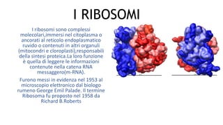 I RIBOSOMI
I ribosomi sono complessi
molecolari,immersi nel citoplasma o
ancorati al reticolo endoplasmatico
ruvido o contenuti in altri organuli
(mitocondri e cloroplasti),responsabili
della sintesi proteica.La loro funzione
è quella di leggere le informazioni
contenute nella catena RNA
messaggero(m-RNA).
Furono messi in evidenza nel 1953 al
microscopio elettronico dal biologo
rumeno George Emil Palade. Il termine
Ribosoma fu proposto nel 1958 da
Richard B.Roberts
 