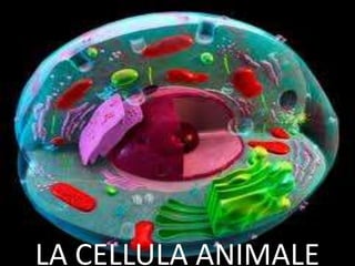 LA CELLULA ANIMALE
 