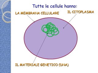 Tutte le cellule hanno:
LA MEMBRANA CELLULARELA MEMBRANA CELLULARE IL CITOPLASMAIL CITOPLASMA
IL MATERIALE GENETICO (DNA)IL MATERIALE GENETICO (DNA)
 