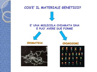 COS’E’ IL MATERIALE GENETICO?
E’ UNA MOLECOLA CHIAMATA DNA
E PUO’ AVERE DUE FORME
CROMATINACROMATINA CROMOSOMICROMOSOMI
 
