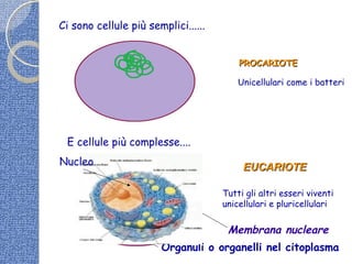 Ci sono cellule più semplici......
PROCARIOTEPROCARIOTE
Unicellulari come i batteri
E cellule più complesse....
EUCARIOTEEUCARIOTE
Tutti gli altri esseri viventi
unicellulari e pluricellulari
Membrana nucleare
Organuli o organelli nel citoplasma
Nucleo
 