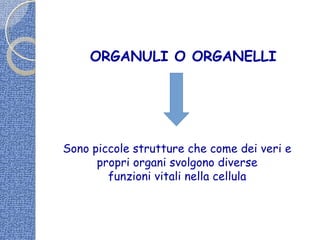 ORGANULI O ORGANELLI
Sono piccole strutture che come dei veri e
propri organi svolgono diverse
funzioni vitali nella cellula
 