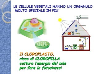 LE CELLULE VEGETALI HANNO UN ORGANULO
MOLTO SPECIALE IN PIU'
Il CLOROPLASTO,Il CLOROPLASTO,
ricco di CLOROFILLAricco di CLOROFILLA
cattura l’energia del solecattura l’energia del sole
per fare la fotosintesiper fare la fotosintesi
 