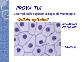 PROVA TU!
Cosa vedi nelle seguenti immagini da microscopio?
MEMBRANA
CELLULARE
NUCLEO
Cellule epitelialiCellule epiteliali
 